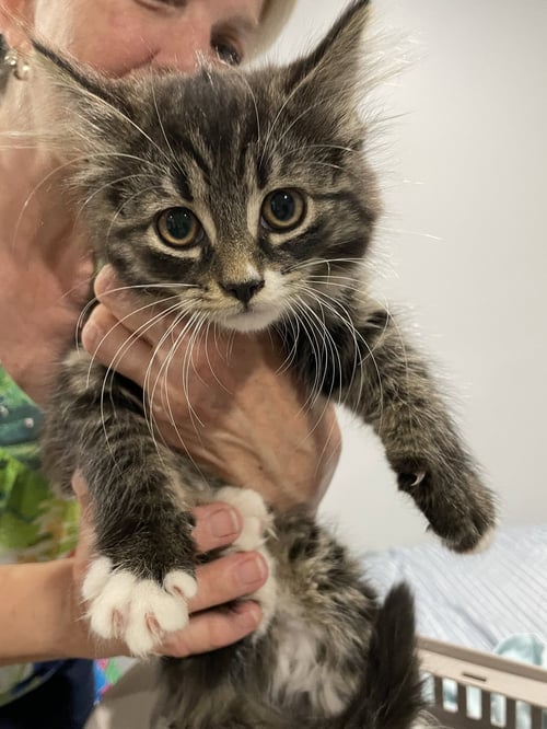 BAMBI - Domestic Short Hair available for adoption