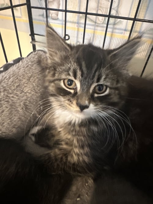 BAMBI - Domestic Short Hair available for adoption