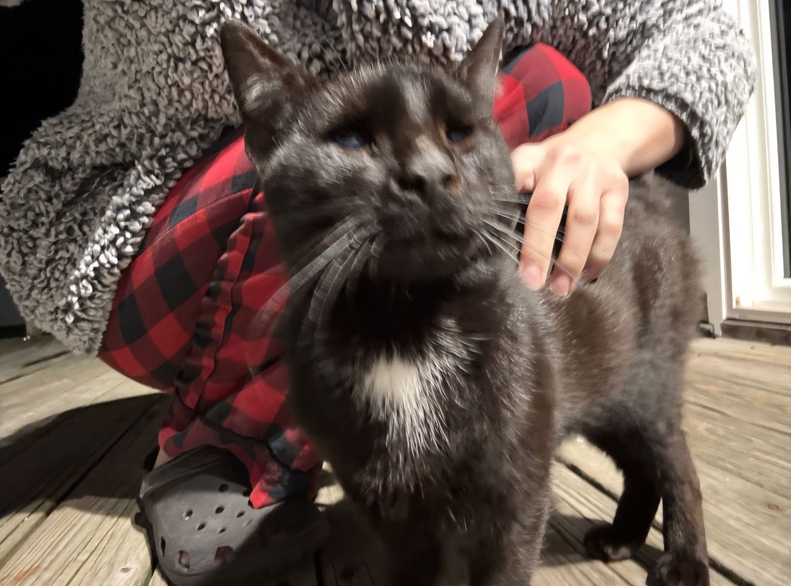 RAY - Domestic Short Hair available for adoption