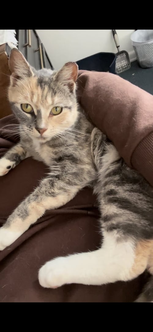 CRICKET3 - Domestic Short Hair available for adoption