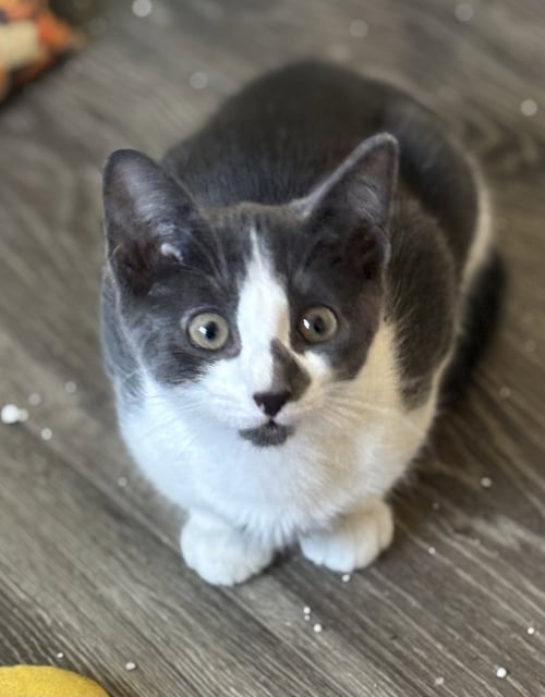 CARAT (FORMERLY EDEN) - Domestic Short Hair available for adoption