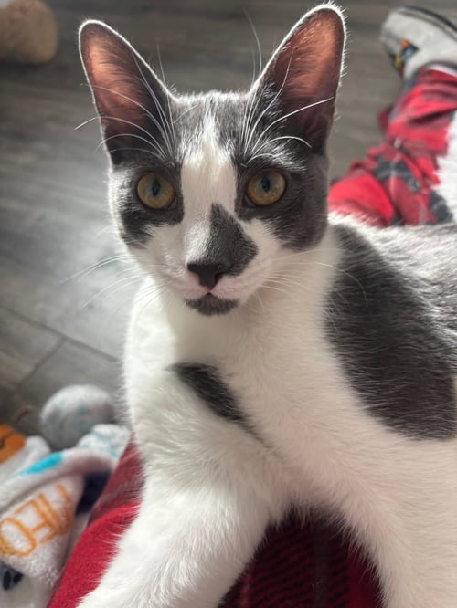 CARAT (FORMERLY EDEN) - Domestic Short Hair available for adoption