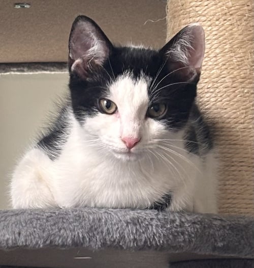 ARGOS - Domestic Short Hair available for adoption