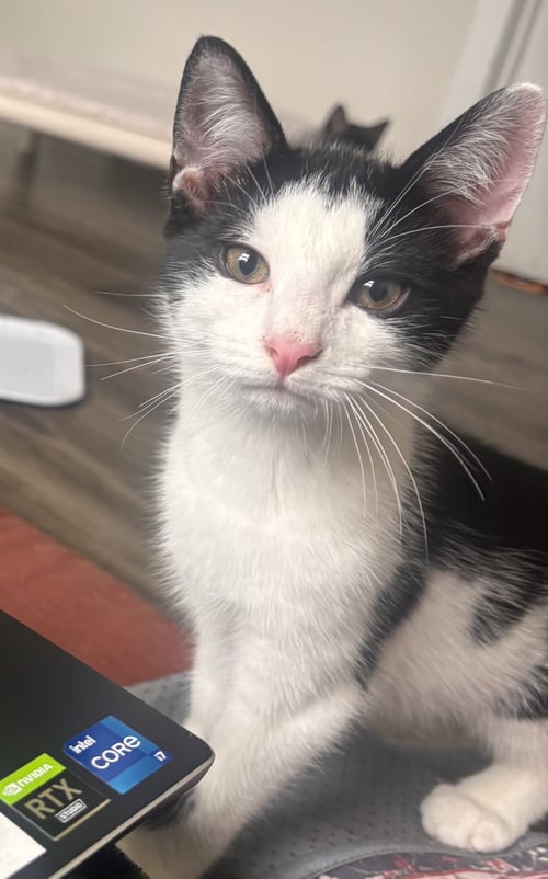 ARGOS - Domestic Short Hair available for adoption