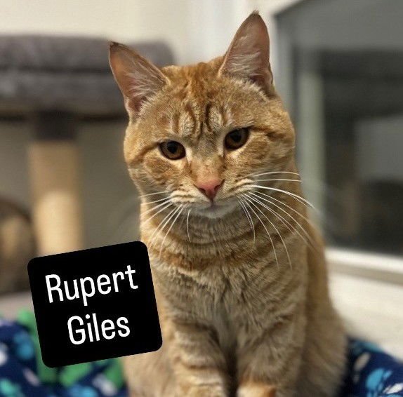RUPERT GILES - Domestic Short Hair available for adoption