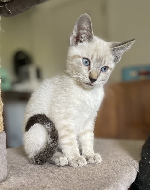 SNOWBALL4 - Domestic Short Hair available for adoption