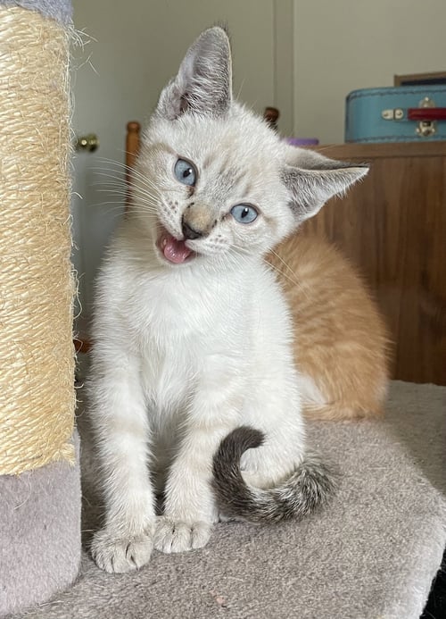 SNOWBALL4 - Domestic Short Hair available for adoption