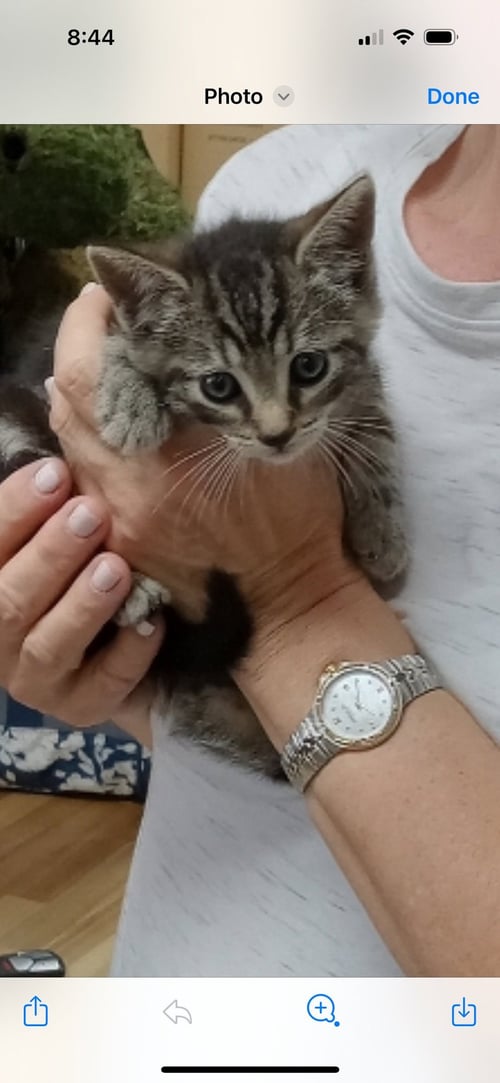 CARLO3 - Domestic Short Hair available for adoption