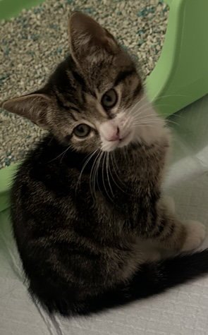 MELODY - Domestic Short Hair available for adoption