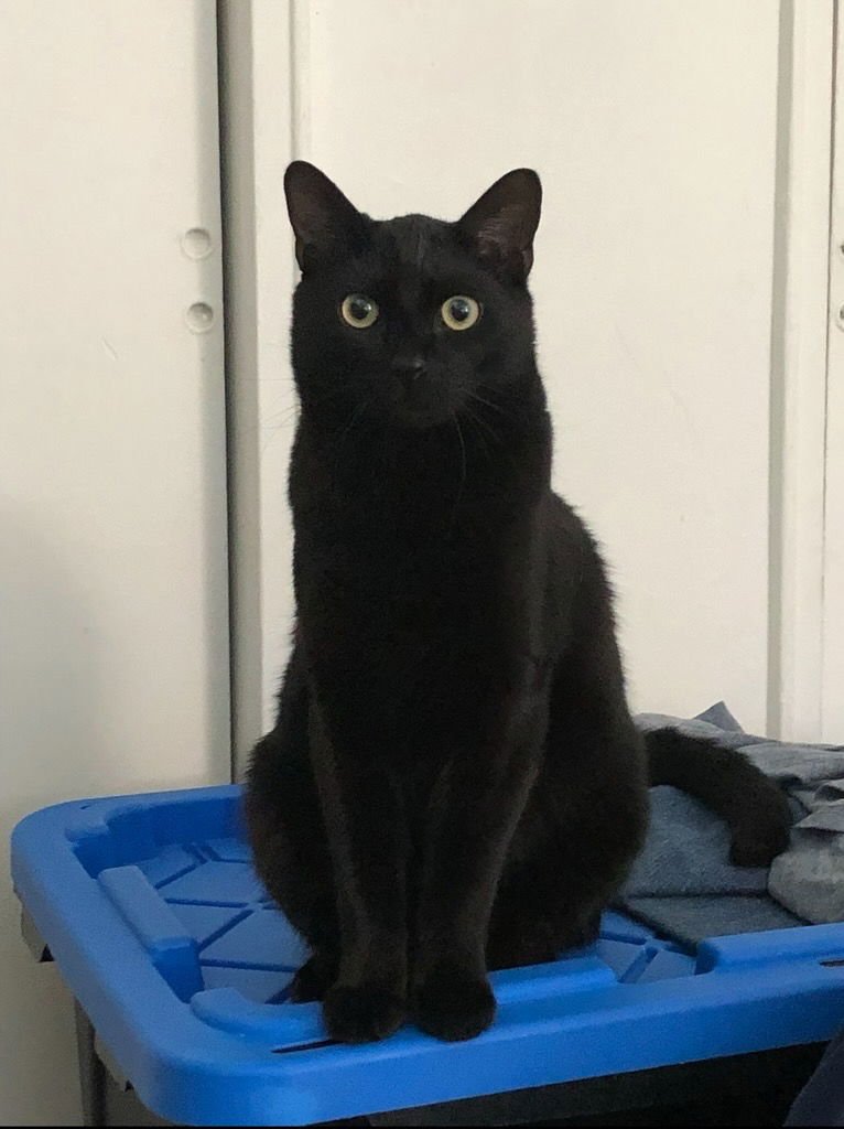 TOOTHLESS - Domestic Short Hair available for adoption