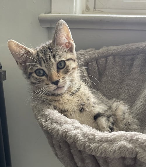 WILBUR2 - Domestic Short Hair for adoption in Elizabeth