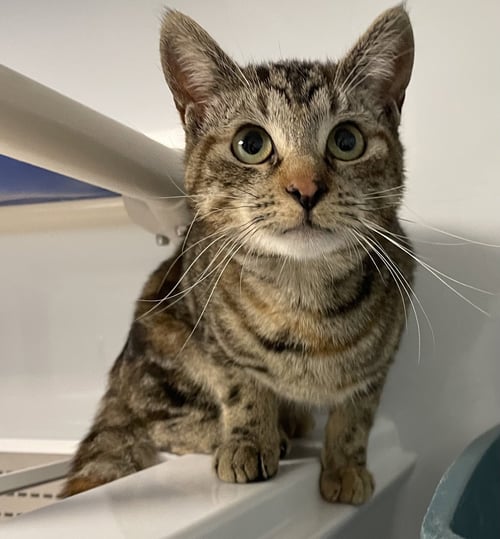 EMMA2 - Domestic Short Hair available for adoption