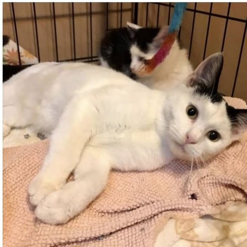 BIRDIE 2 - Domestic Short Hair available for adoption