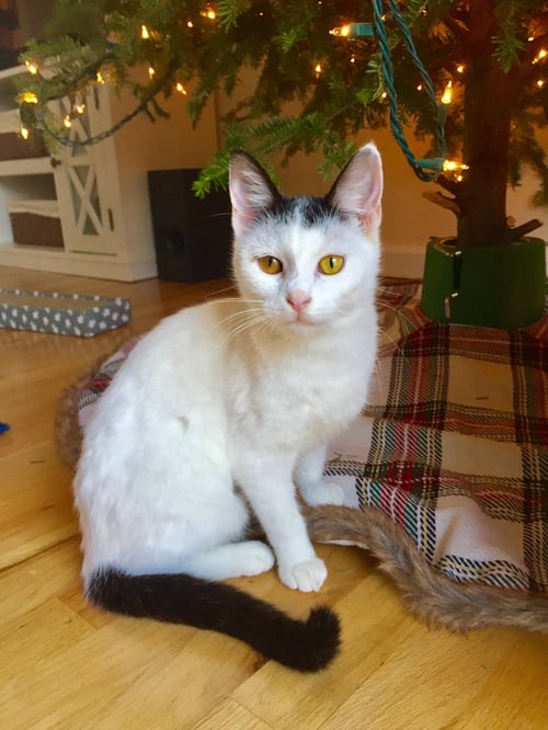 BIRDIE 2 - Domestic Short Hair available for adoption
