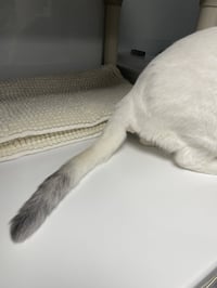 Cosmo 3 - Photo 2