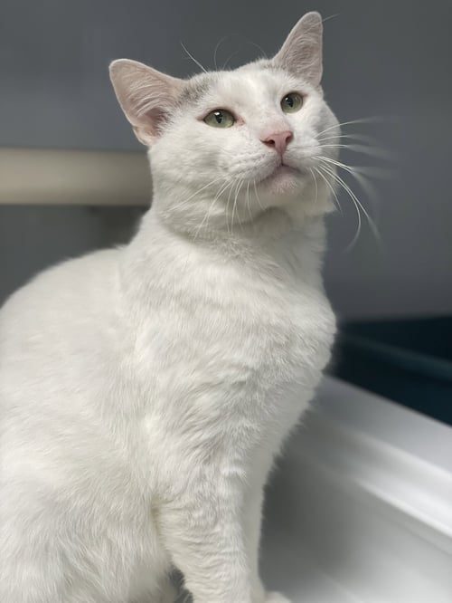 COSMO 3 - Domestic Short Hair available for adoption