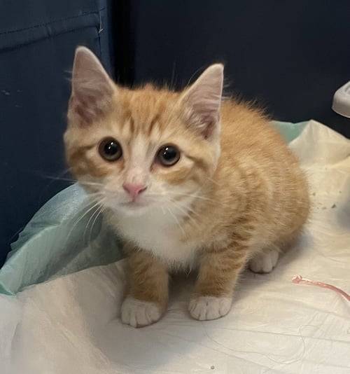 JUNE - Domestic Medium Hair available for adoption
