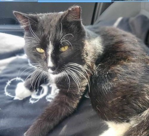 LANCE - Domestic Short Hair available for adoption