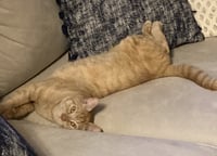 Cheeto3 - Photo 6