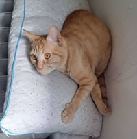 Cheeto3 - Photo 3