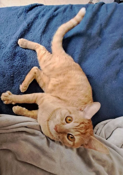 CHEETO3 - Domestic Short Hair available for adoption