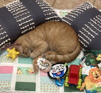 Cheeto3 - Photo 5