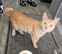 Cheeto3 - Photo 1