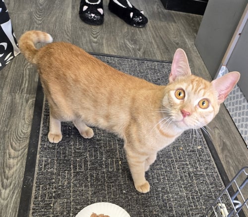 CHEETO3 - Domestic Short Hair available for adoption