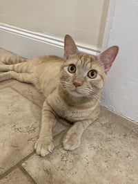Cheeto3 - Photo 4