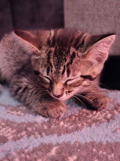 REX - Domestic Short Hair available for adoption