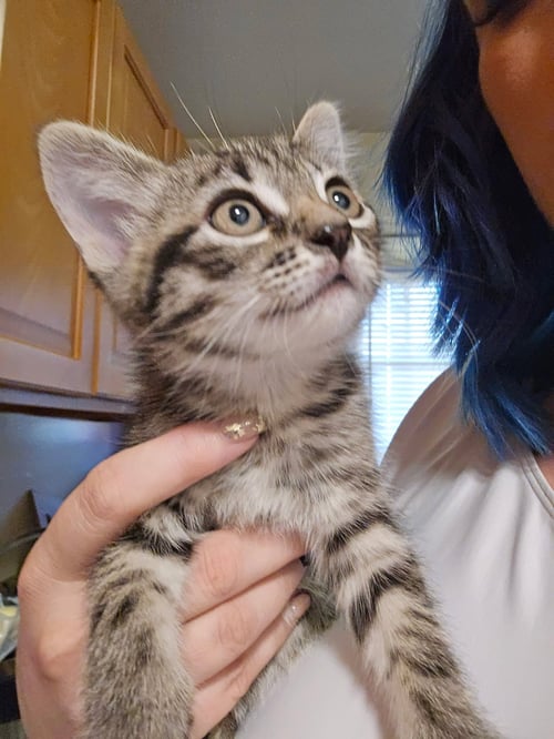 REX - Domestic Short Hair available for adoption