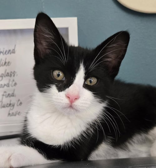 CANNOLI - Domestic Short Hair available for adoption