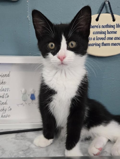 CANNOLI - Domestic Short Hair available for adoption