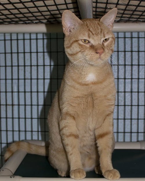 MILO - Domestic Short Hair / Tabby available for adoption