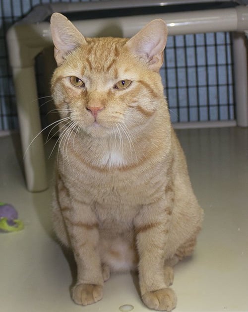 MILO - Domestic Short Hair / Tabby available for adoption