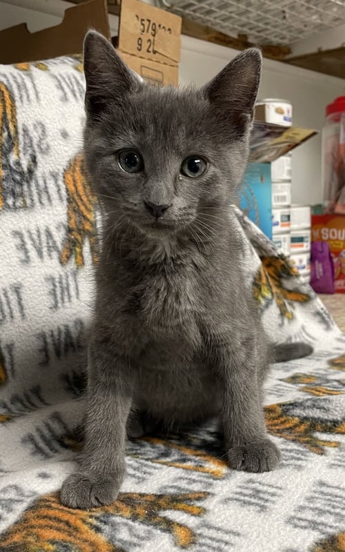 CELAENA - Domestic Short Hair available for adoption