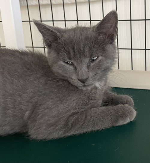 CELAENA - Domestic Short Hair available for adoption