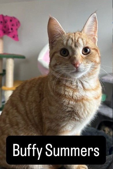 BUFFY SUMMERS - Domestic Short Hair available for adoption