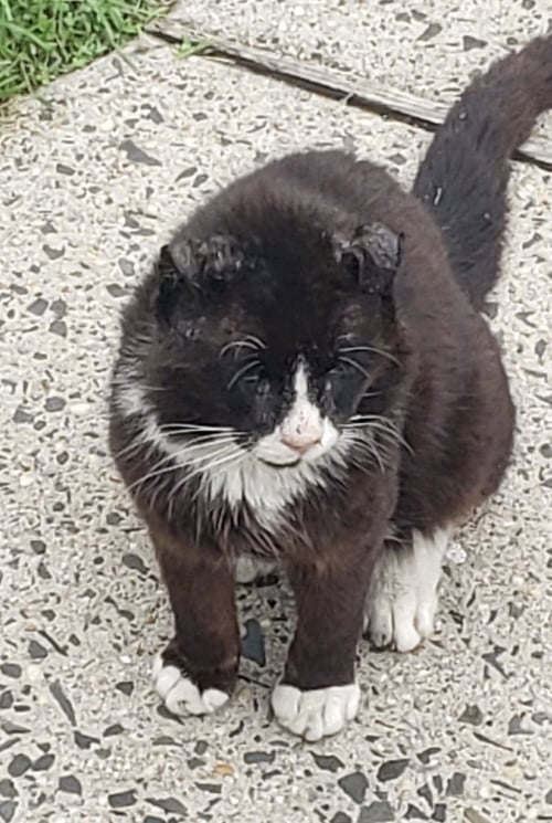 SCRAPPY - Domestic Short Hair available for adoption