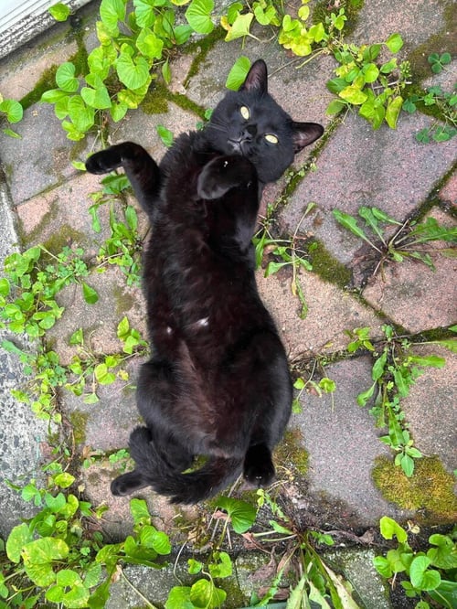 ROMEO3 - Domestic Short Hair available for adoption