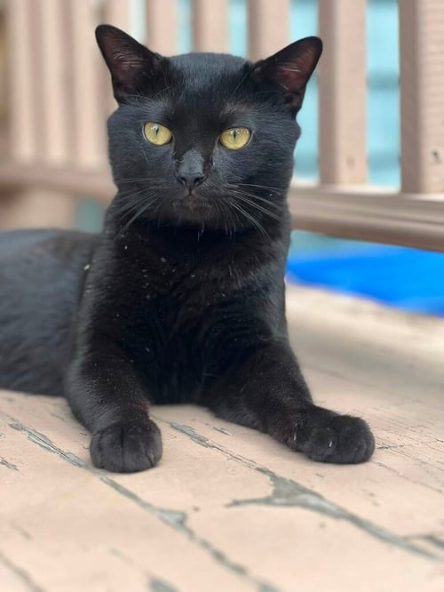 ROMEO3 - Domestic Short Hair available for adoption