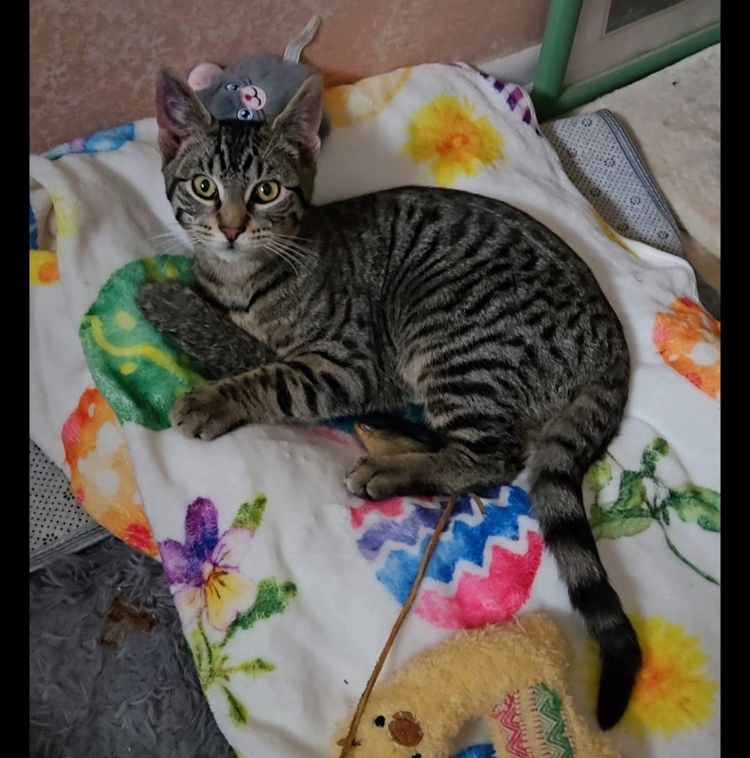 ZACHARY - Domestic Short Hair available for adoption