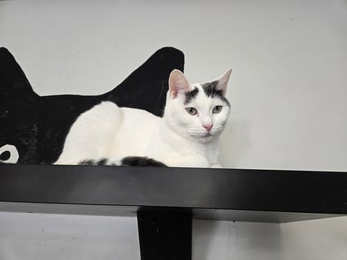 PEACH - Domestic Short Hair available for adoption