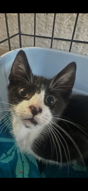 SHEA - Domestic Short Hair available for adoption