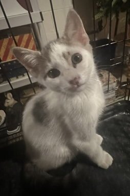 HARWICH - Domestic Short Hair available for adoption