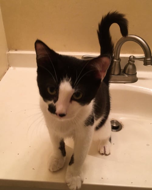 ASTRO 2 - Domestic Short Hair available for adoption
