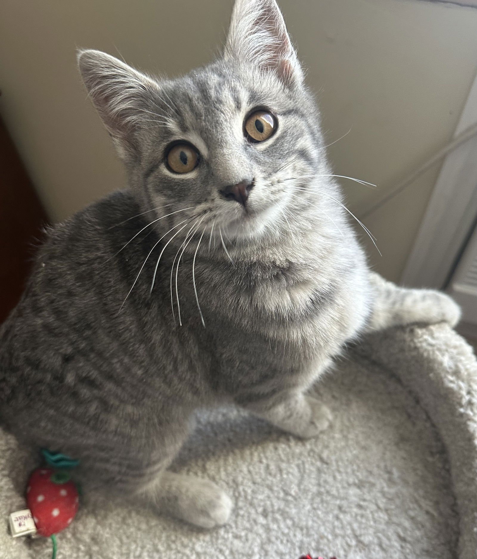 PEANUT - Domestic Short Hair available for adoption