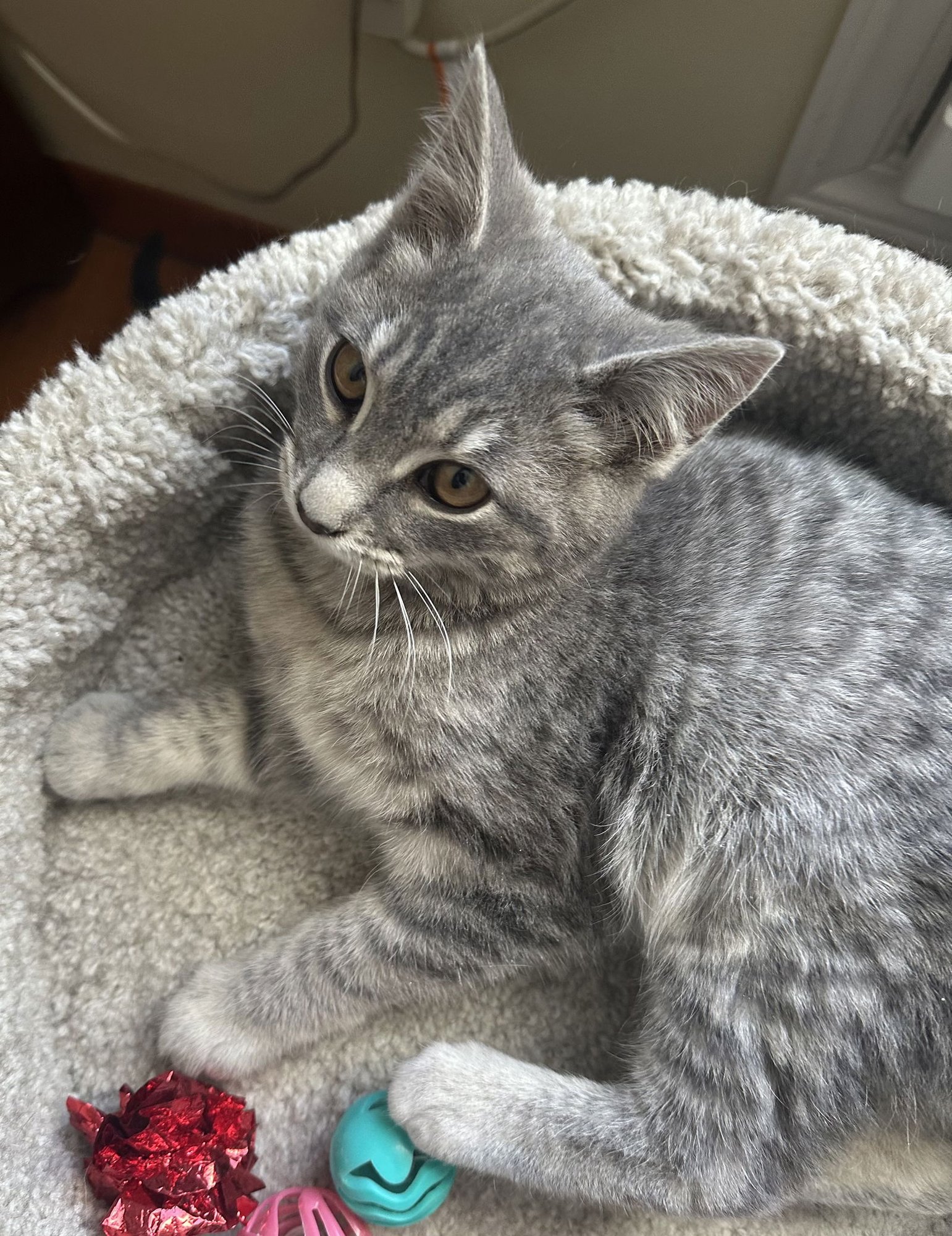 PEANUT - Domestic Short Hair available for adoption