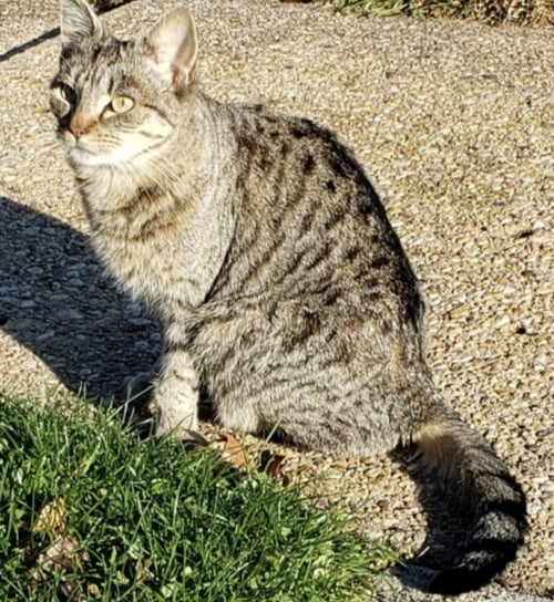 ARUBA - Domestic Short Hair available for adoption