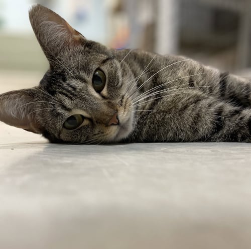 ARUBA - Domestic Short Hair available for adoption